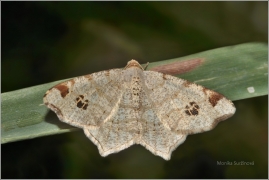 <p>KROPENATEC BŘEZOVÝ (Macaria notata) (Jiříkov)</p>